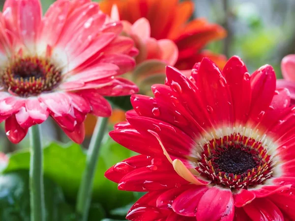 Coral Brilhante Colorido Gerbera Flores Margarida Molhado Com Gotas Água — Fotografia de Stock