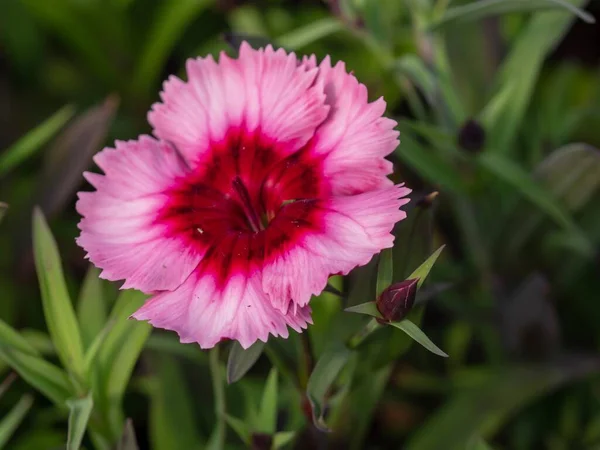 Eine Ziemlich Helle Rosa Und Rote Blüte — Stockfoto