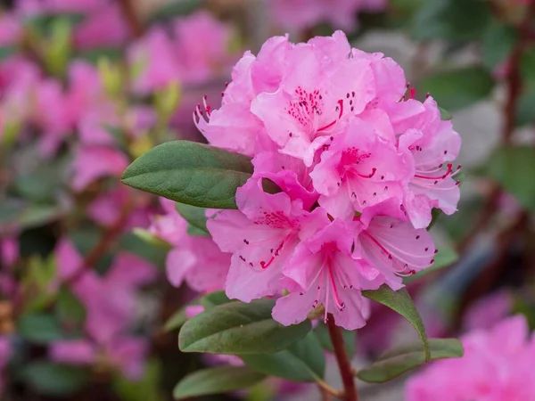 Flor Rosa Brilhante Primavera — Fotografia de Stock