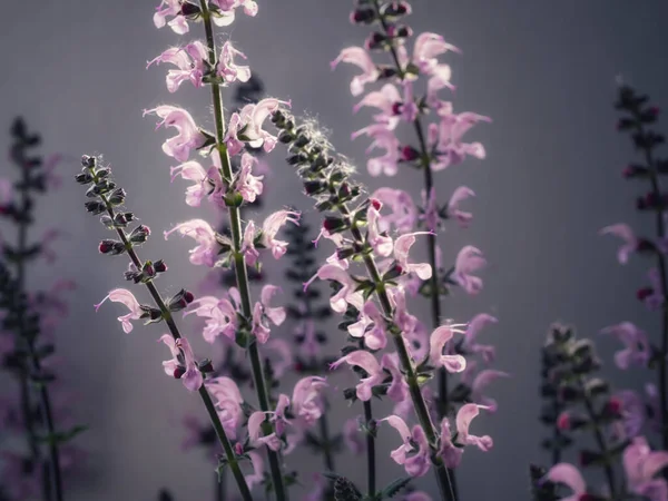 Fialová Salvia Lit Poskakujícím Světlem Šedém Pozadí — Stock fotografie