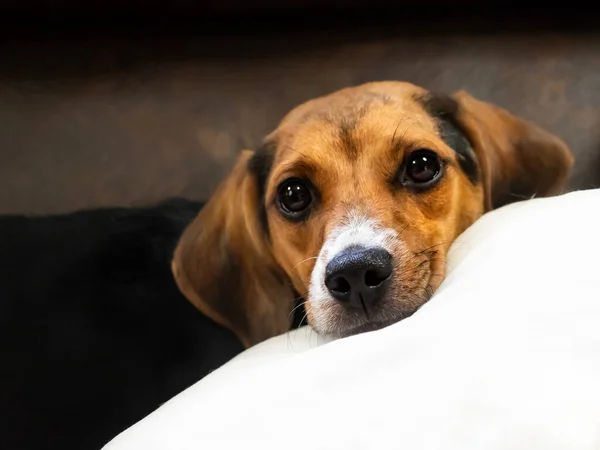 Safkan Beagle Dişi Yavru Köpek Sana Başlamak İçin Uzanıyor