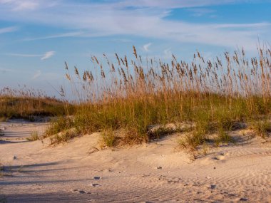 St. Augustine, Florida 'daki Anastasia Eyalet Parkı' nda kum tepesi. Altından hemen önce çimenler ve mavi gökyüzü, güzel bir doğa manzarası oluşturuyor..