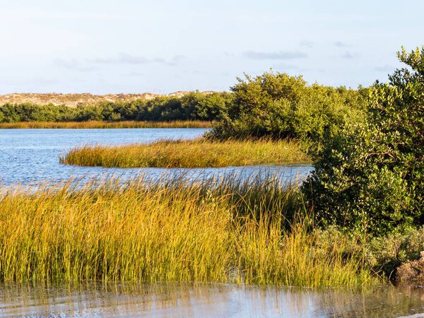 Marsh in Anastasia State Park in St. Augustine, Florida right at golden hour, a beautiful nature landscape scene with water, grasses and trees.