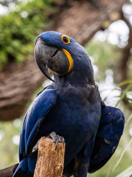 Blue and yellow Hyacinth Macaw bird perched in nature with leafy background