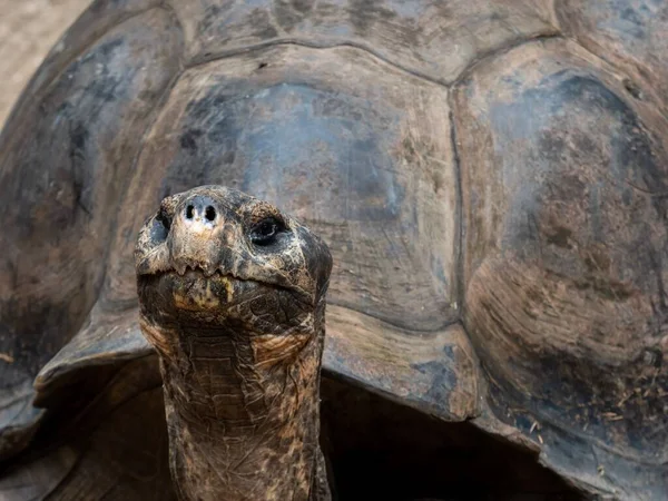 Boîte Géante Turtle Close Avec Tête Coquille — Photo