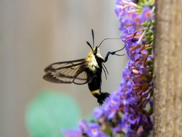 Sfinx Kolibrie Zwarte Gele Mot Bestuiven Een Paarse Vlinder Struik — Stockfoto