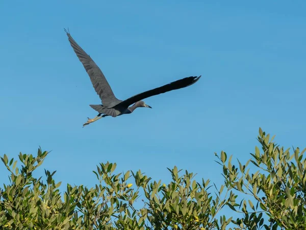 Gray bird soaring in the bright blue sky above the green tree tops with its wings spread wide open