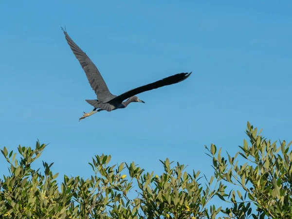 Pájaro Gris Que Eleva Cielo Azul Brillante Por Encima Las — Foto de Stock