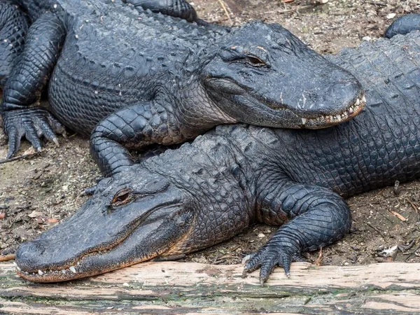 Two Alligators Laying Top Each Other Dirt Teeth Showing — Stock Photo, Image