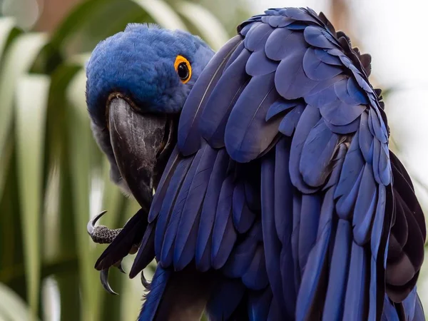Mavi Macaw kuşu ağaçta oturmuş poz veriyor..
