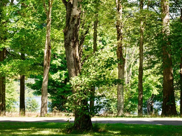 Yazın Pennsylvania 'daki Pymatuning State Park' ta göl kenarındaki ağaçlar. Parlak yeşil yapraklar ve suyun önünde duran uzun gövdeler arkaplanda ikisinin arasında görünüyor..