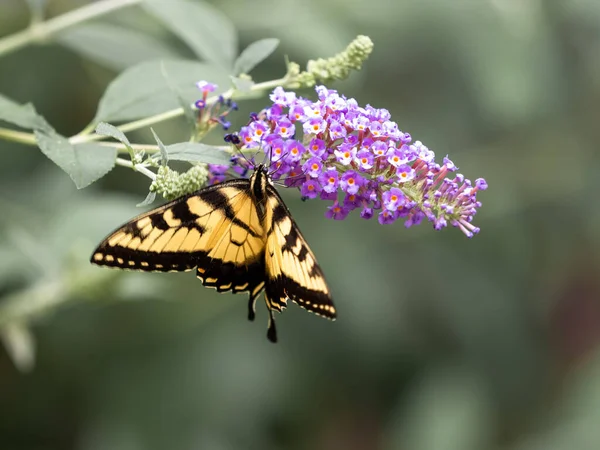Schwalbenschwanz Schmetterling Braun Und Gelb Insekt Bestäubt Lila Schmetterlingsstrauch Blühen — Stockfoto