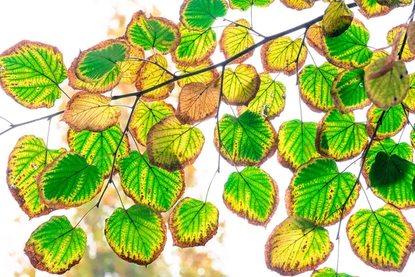 Stromové Listí Zblízka — Stock fotografie