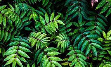 Ağaç yakın yaprak