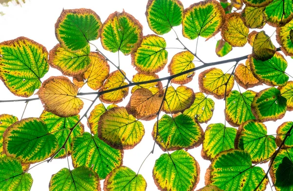 Stromové Listí Zblízka — Stock fotografie