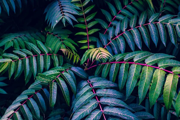 Feuilles Fougère Colorées Sur Fond Noir — Photo