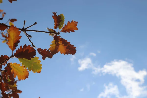 Bulut, Yaprak ve Gökyüzü