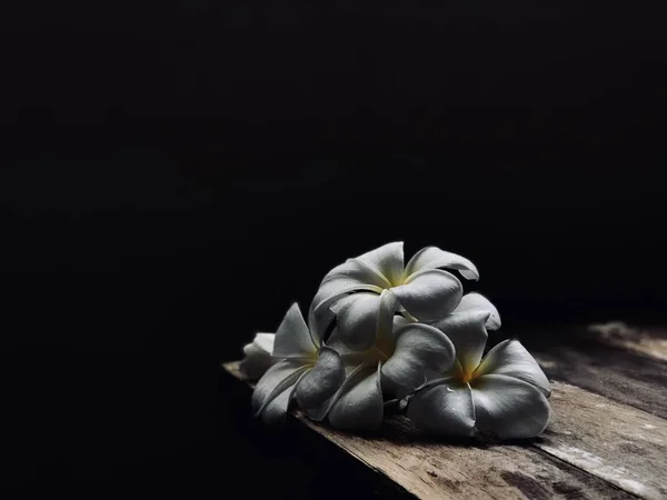 siyah arka plan üzerine ahşap masaya güzel beyaz ve sarı tropikal frangipani çiçek