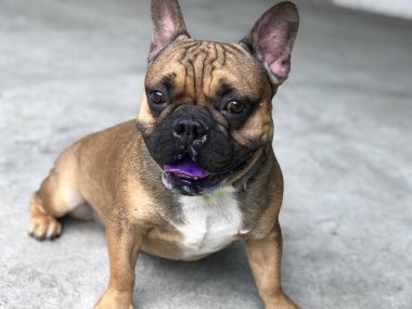 Fransız bulldog köpek yavrusu hareket etme ve çimento katta, sevimli köpek sakin.