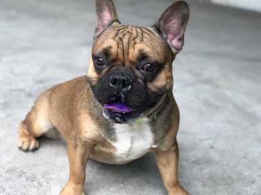 French bulldog puppy stay still and calm on cement floor, cute dog. clipart