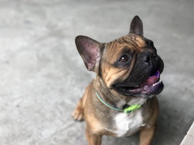 Fransız bulldog köpek yavrusu hareket etme ve çimento katta, sevimli köpek sakin.