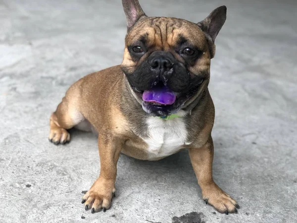 Cachorro Bulldog Francês Ficar Quieto Calmo Chão Cimento Cão Bonito — Fotografia de Stock