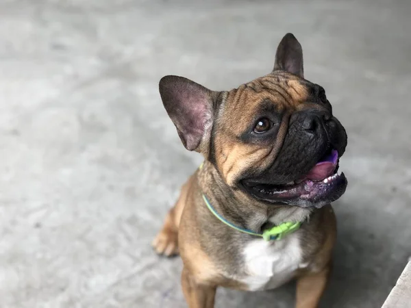 Fransız bulldog köpek yavrusu hareket etme ve çimento katta, sevimli köpek sakin.