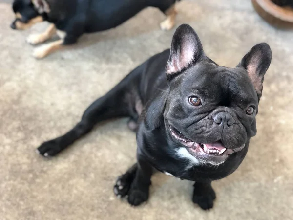 Bouledogue Français Chiot Assis Sur Sol Extérieur Regardant Caméra — Photo