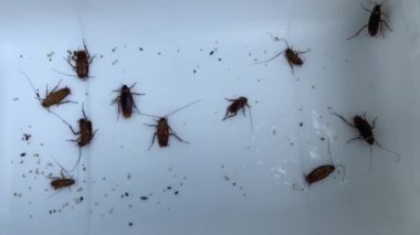Hamamböceği veya Roaches beyaz bir plastik, koyu renkli, loş ışık yürüyebilir. Bu nemli ve kirli yaşamak gibi