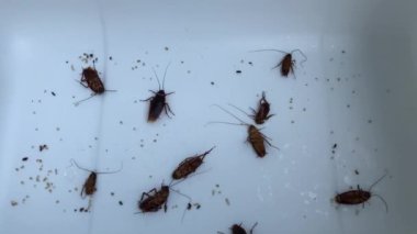Hamamböceği veya Roaches beyaz bir plastik, koyu renkli, loş ışık yürüyebilir. Bu nemli ve kirli yaşamak gibi