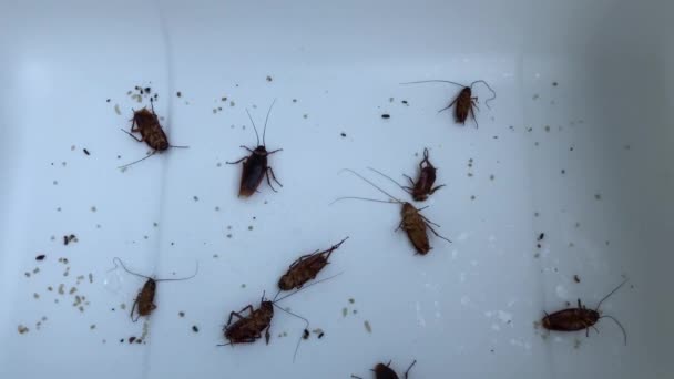 Kakkerlakken Kakkerlakken Lopen Een Wit Plastic Donkere Toon Vaag Licht — Stockvideo