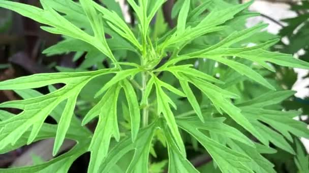 Feuilles Vertes Fleur Culture Marijuana Dans Jardin Naturel Herbes Utilisées — Video