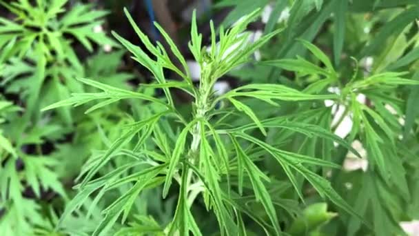 在自然花园中生长的大麻的绿叶和花 作为药物的混合物使用的草药 用于医疗目的 美丽的绿叶背景 选择性对焦 — 图库视频影像
