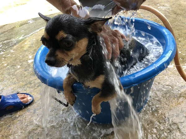 Küçük havzasında sevimli Fransız Bulldog köpek ve Chihuahua köpek banyo, yaz aylarında ısı rahatlatmak için bir duş almak istiyorum.