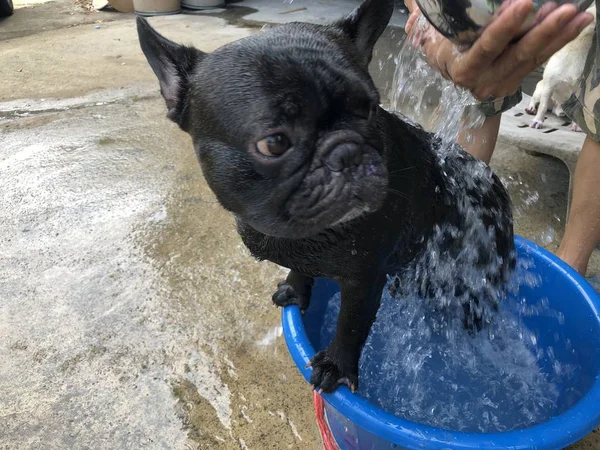 Adorable French bulldog puppy and Chihuahua dog bathing in the small basin, it want to take a shower to relieve the heat in summer.