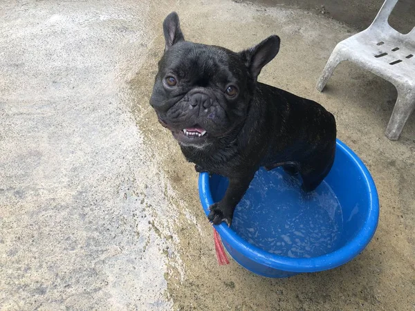 Adorável Filhote Cachorro Buldogue Francês Chihuahua Banho Cão Pequena Bacia — Fotografia de Stock