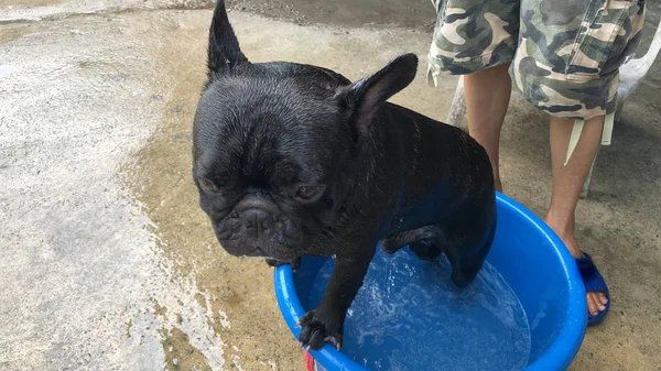 Adorable Franse Bulldog Puppy Chihuahua Hond Zwemmen Het Kleine Bekken — Stockfoto