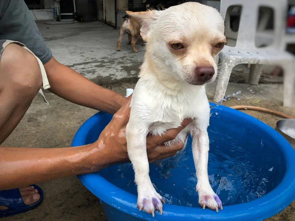 Küçük havzasında sevimli Fransız Bulldog köpek ve Chihuahua köpek banyo, yaz aylarında ısı rahatlatmak için bir duş almak istiyorum.