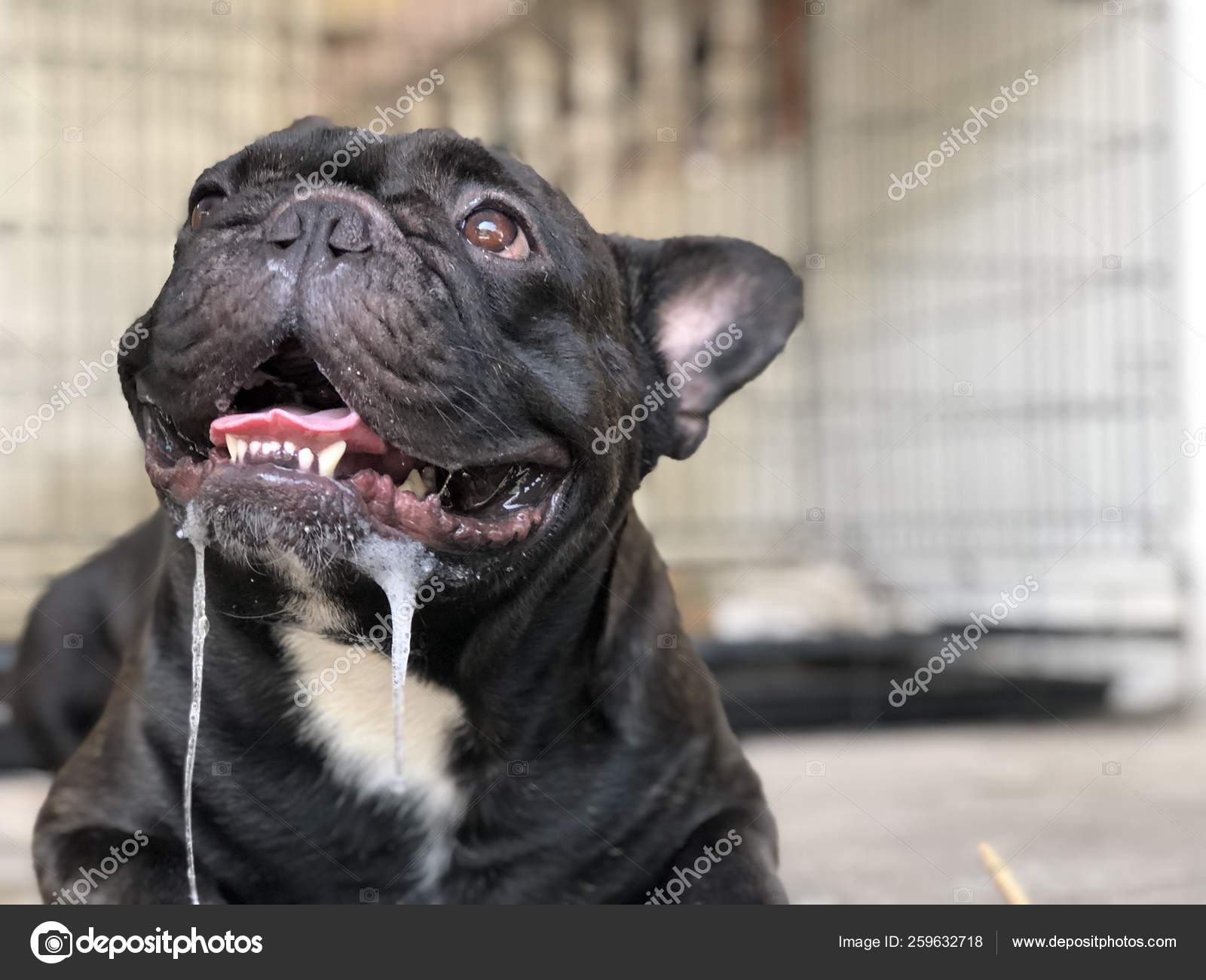 Do French Bulldogs Drool