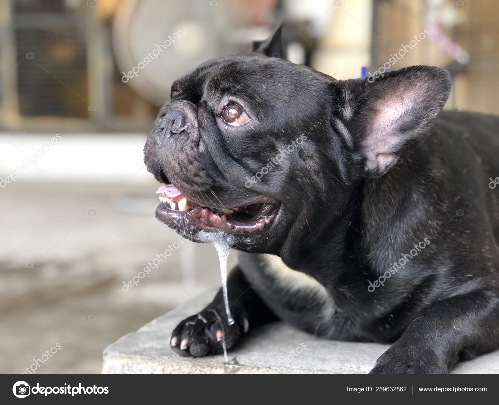 Why Does My Dog Have Slimy Saliva