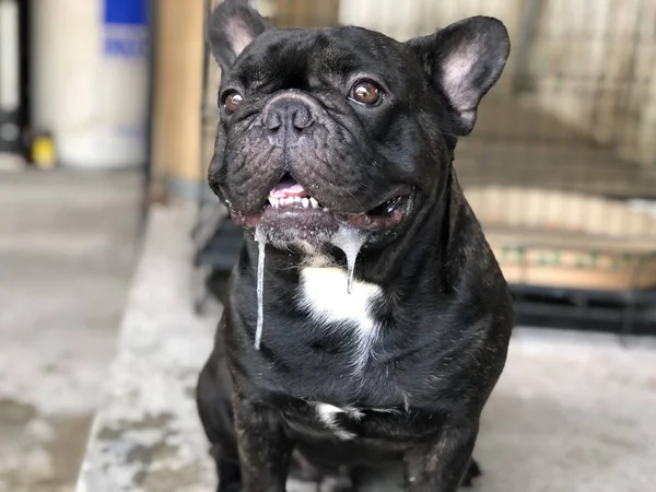 Sevimli Fransız bulldog köpek yavrusu, bir damla tükürük kontrolsüz ağızdan, nedeniyle yaz kavurucu ısı vardır.