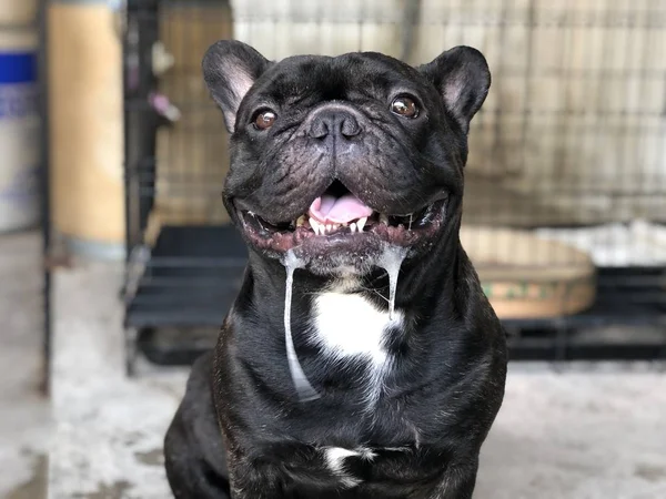 Adorable Bulldog Francés Cachorro Tiene Una Saliva Gotas Incontrolablemente Boca —  Fotos de Stock