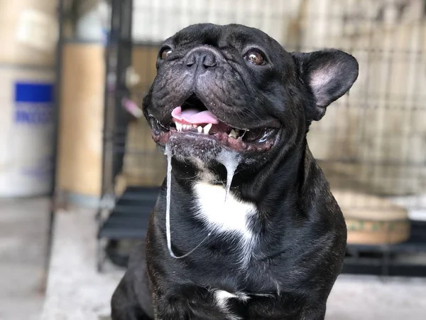 Sevimli Fransız bulldog köpek yavrusu, bir damla tükürük kontrolsüz ağızdan, nedeniyle yaz kavurucu ısı vardır.