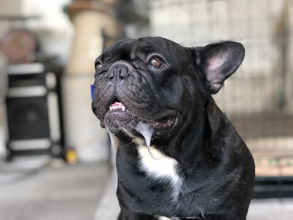 Adorable French Bulldog Puppy Has Drops Saliva Uncontrollably Mouth Due — Stock Photo, Image