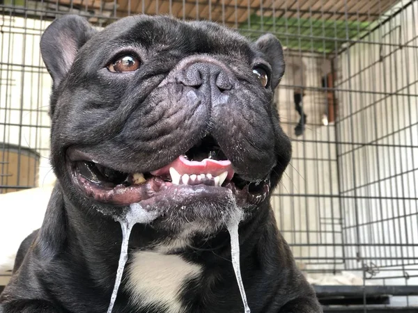 Adorable Bulldog Francés Cachorro Tiene Una Saliva Gotas Incontrolablemente Boca — Foto de Stock