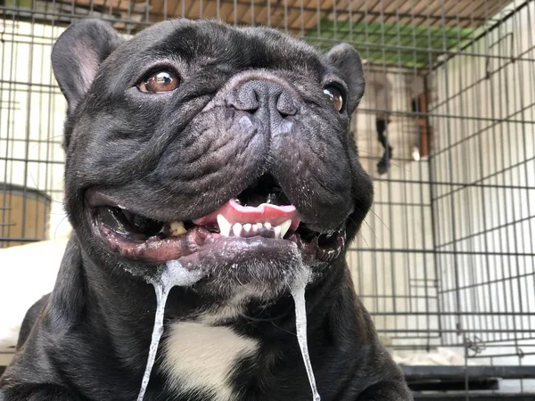 Sevimli Fransız bulldog köpek yavrusu, bir damla tükürük kontrolsüz ağızdan, nedeniyle yaz kavurucu ısı vardır.