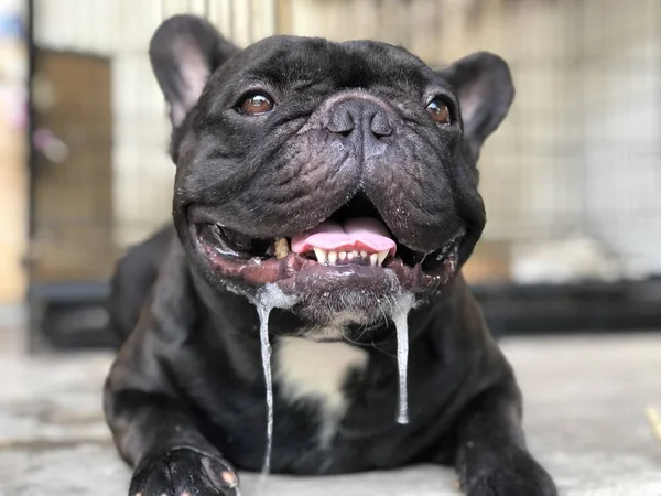 可爱的法国斗牛犬小狗 有一滴唾液无法控制从嘴里 由于夏天的酷热 — 图库照片
