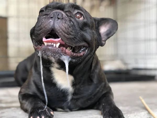 Sevimli Fransız bulldog köpek yavrusu, bir damla tükürük kontrolsüz ağızdan, nedeniyle yaz kavurucu ısı vardır.