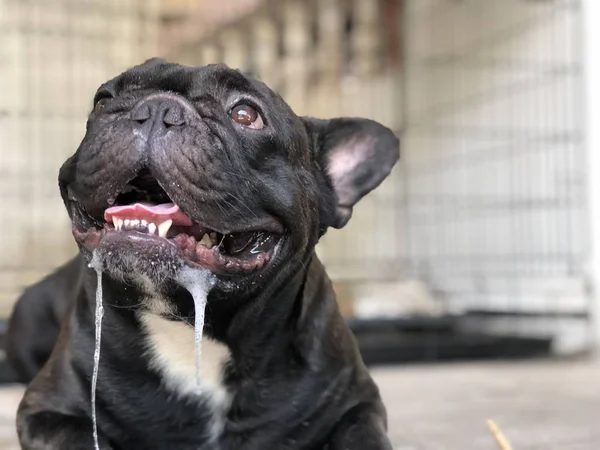 Sevimli Fransız bulldog köpek yavrusu, bir damla tükürük kontrolsüz ağızdan, nedeniyle yaz kavurucu ısı vardır.