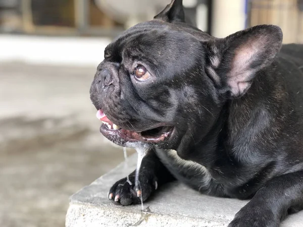 Schattige Franse Bulldog Puppy Heeft Een Druppels Speeksel Oncontroleerbaar Uit — Stockfoto